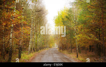 Pathway through a forest in autumn. Stock Photo