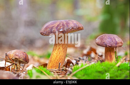 Three autumnal mushrooms in forest. Stock Photo