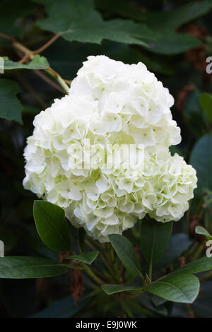 Hydrangea quercifolia 'Snow Queen' flowers. Stock Photo