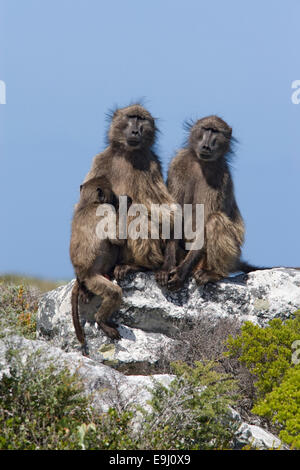 Chacma baboons, Papio cynocephalus ursinus, at coast, Table Mountain National Park, South Africa Stock Photo