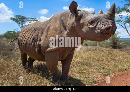 Young black rhino ( Diceros bicornis), Lewa Wildlife Conservancy, Laikipia, Kenya, Africa Stock Photo