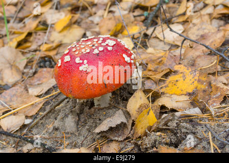 Young flyagaric in an autumnal forest Stock Photo