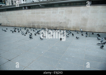 a flock of urban pigeons take off in mid air Stock Photo