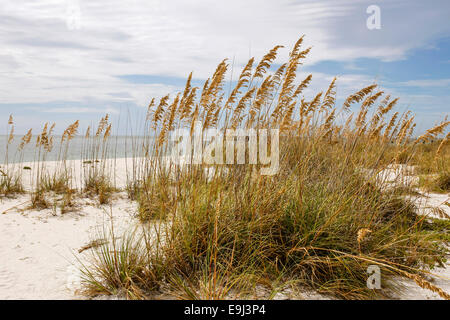 Seaoats - Reed grasses on Gasparilla Island beach FL Stock Photo