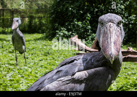 Two Shoebill storks look on at Entebbe Zoo. Stock Photo