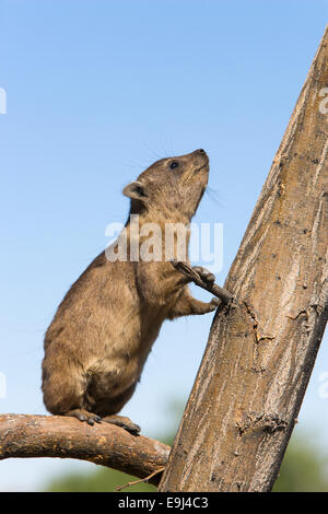 Rock hyrax, Procavia johnstonia, Dassie, young climbing tree, Augrabies Fall National Park, Northern Cape, South Africa Stock Photo