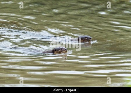 Smooth-coated otter (Lutrogale perspicillata) swimming in mangrove habitat, Singapore Stock Photo