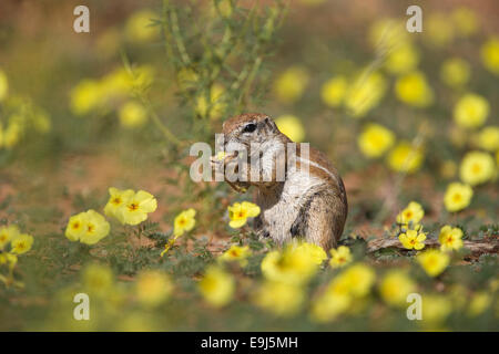 Ground squirrel, Xerus inauris, among devil's thorn flowers, Kgalagadi Transfrontier Park, South Africa Stock Photo