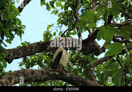 King Vulture (Sarcoramphus Papa) on a Branch, San Pedrillo, Corcovado, Costa Rica Stock Photo