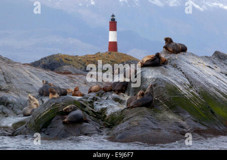 Sea lions with the 'Faro del Fin del Mundo' in the background.  Beagle channel, Ushuaia. Argentina. Stock Photo