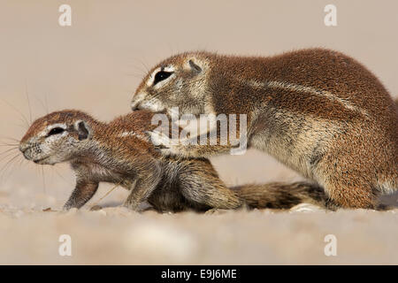 Ground squirrel baby Xerus inuaris Kgalagadi Transfrontier Park ...