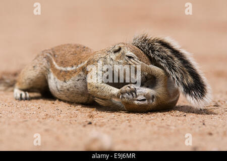 Ground squirrel baby Xerus inuaris Kgalagadi Transfrontier Park ...