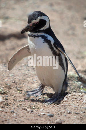 Magellanic penguin. Peninsula Valdes, Chubut, Argentina. Stock Photo