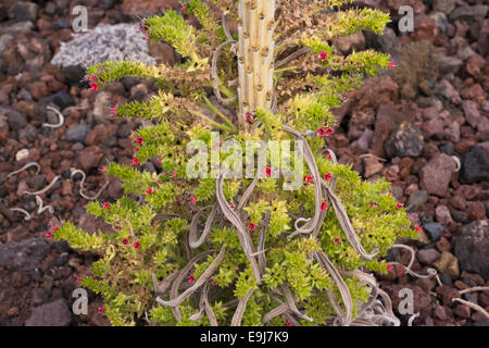 The base of a taginaste rojo (Echium wildpretii) plant flowering late on basaltic scoria at Montana Boca Cangrejo, Tenerife