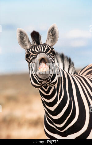 Burchell's zebra stallion, Equus burchelli, exhibiting flehmen display to sense females, Etosha national park, Namibia Stock Photo