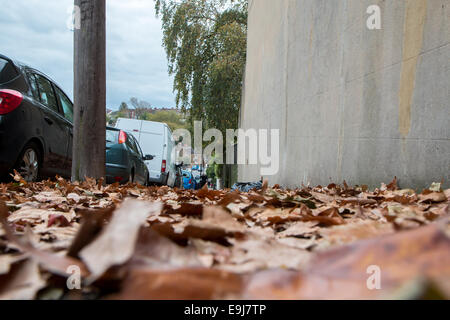 autumn leaves on a pavement Stock Photo