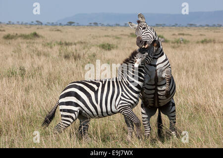 Burchell's, Grant's, Plains, Boehm's or Commn zebra (Equus quagga boehmi), fighting in the Maasai Mara game reserve, Kenya Stock Photo