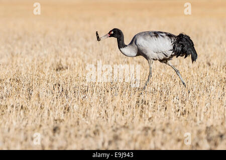 A Black-necked crane (Grus nigricollis) foraging at winter feeding grounds in sheltered valley of Lake Napa, Yunnan, China Stock Photo