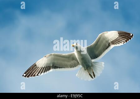 Flying kelp gull (Larus dominicanus), also known as the Dominican gul and Black Backed Kelp Gull. False Bay, South Africa Stock Photo