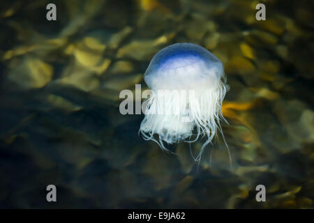 Blue jellyfish (Cyanea lamarckii) drifts with the tide feeding on plankton near the shore in the Sea of the Hebrides, Isle of Mull, Scotland Stock Photo