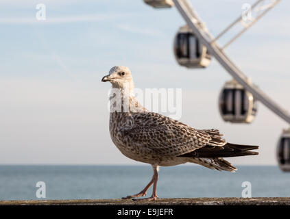 Seagull on promenade in Brighton Stock Photo
