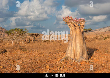 Desert rose tree, Socotra Island, Yemen Stock Photo