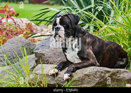 Boxer dog, lying on rocks Stock Photo