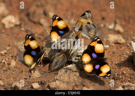 Yellow pansy butterflies, Junonia hierta, on dung,  Pilanesberg game reserve, South Africa Stock Photo
