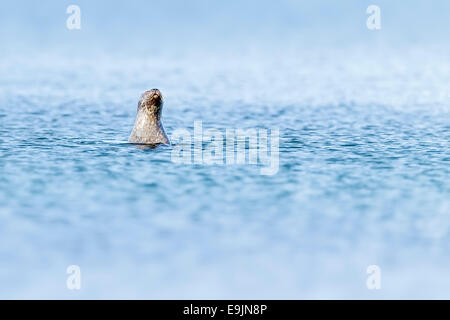 Harbour seal (Phoca vitulina) bottling in the blue waters near the shore of the Isle of Mull, Inner Hebrides, Scotland Stock Photo