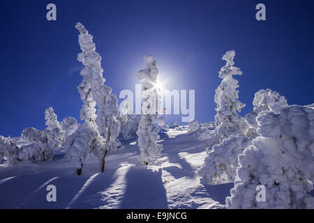 Winter trees covered in hoar frost after a heavy snowfall, Mammoth Mountain, California United States. Stock Photo