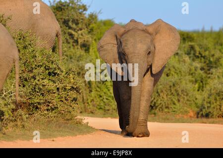 African elephants (Loxodonta africana) eating in bushes, an elephant calf walking on a dirt road, Addo Elephant NP, Eastern Cape, South Africa, Africa Stock Photo
