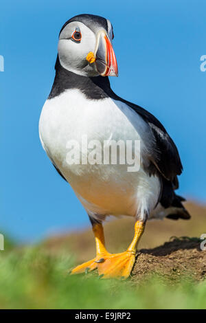 Atlantic puffin (Fratercula arctica) portrait Stock Photo