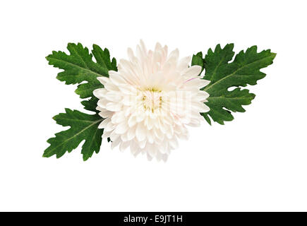 White aster composition isolated on white Stock Photo