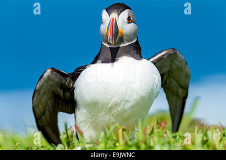 Atlantic puffin (Fratercula arctica) stretching its wings Stock Photo