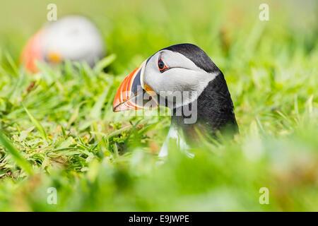 Atlantic puffin (Fratercula arctica) in its burrow