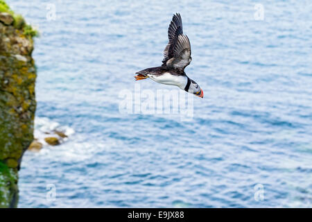 Atlantic puffin (Fratercula arctica) flying off from cliff top over the ocean Stock Photo