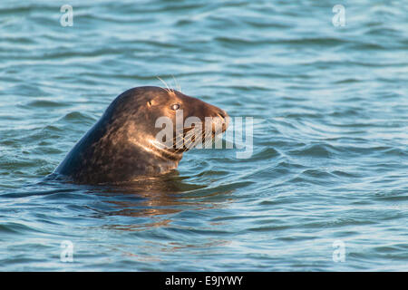 Grey Seal in water, Halichoerus grypus Stock Photo