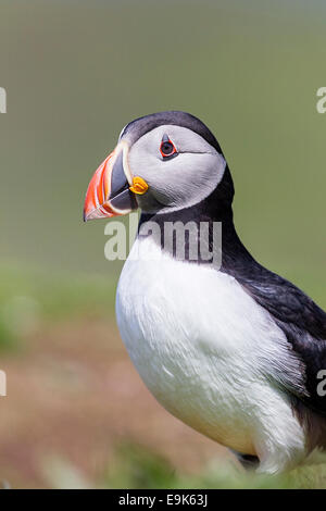 Atlantic puffin (Fratercula arctica) portrait Stock Photo