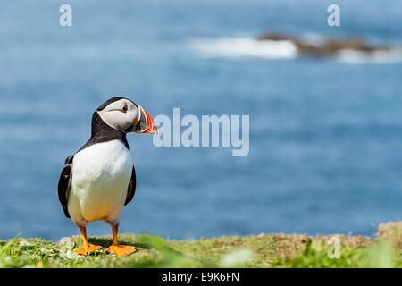 Atlantic puffin (Fratercula arctica) standing on top of cliff top colony Stock Photo