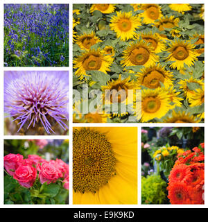 Collage of various beautiful flowers Stock Photo