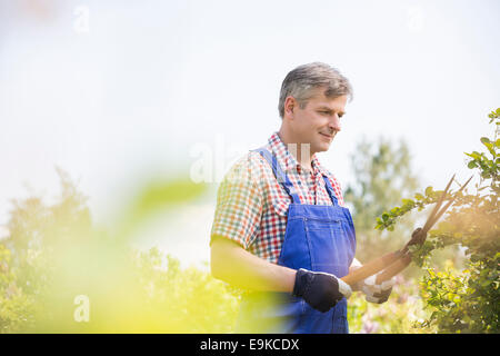 Gardener cutting tree branches at plant nursery Stock Photo