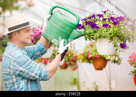 Side view of middle-aged man watering flower plants in greenhouse Stock Photo