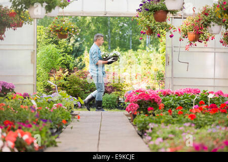 Side view of gardener carrying crate with flower pots while walking outside greenhouse Stock Photo