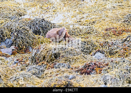 European otter resting on seaweed on the shore of a sea loch Stock Photo