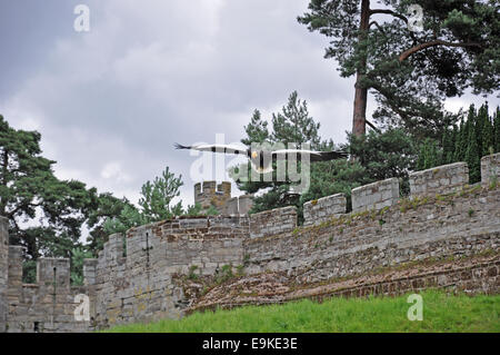 A giant steller's sea eagle flying at Warwick Castle, England, UK. Stock Photo