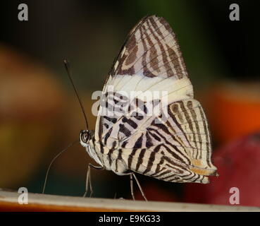 Zebra Mosaic Butterfly (Colobura dirce) a.k.a. Dirce Beauty Stock Photo