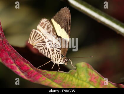 Zebra Mosaic Butterfly (Colobura dirce) a.k.a. Dirce Beauty Stock Photo