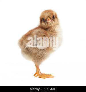 a small young brown chickens of orpington in studio against a white background Stock Photo