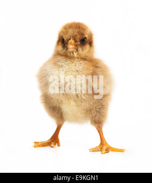 a small young brown chickens of orpington in studio against a white background Stock Photo