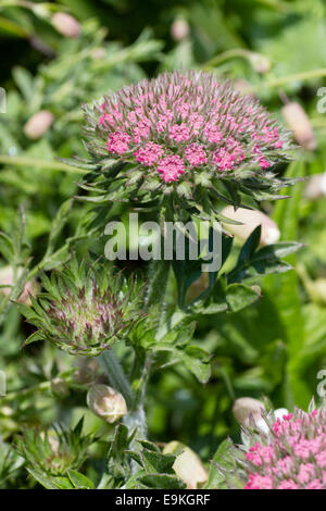 tragacanth, gum tragacanth milkvetch / Astragalus gummifer / Astragalus  gummifer / botany book, 1900 Stock Photo - Alamy